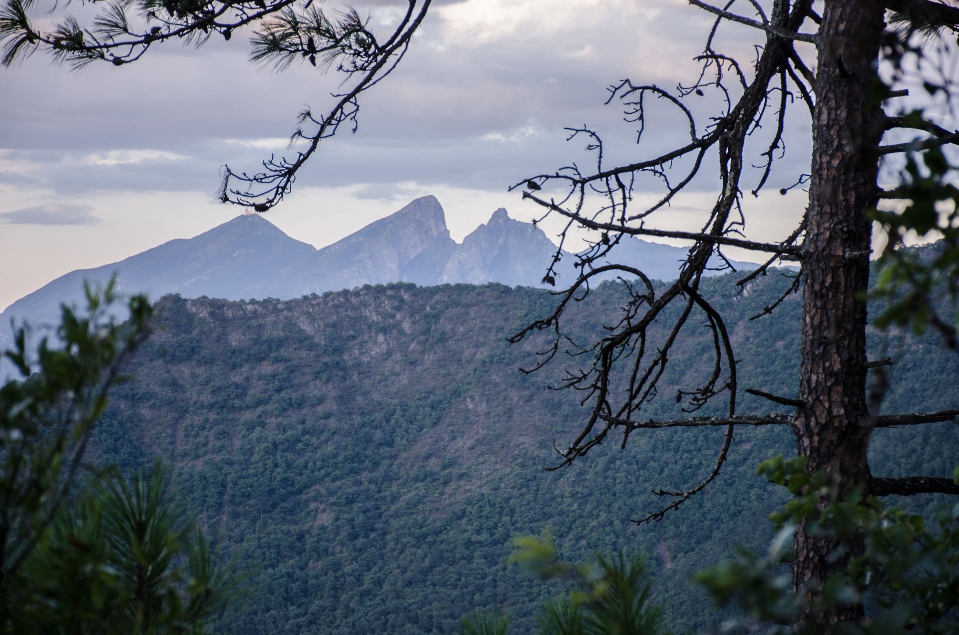 El Cerro de la Silla visto desde Chipinque, entre ramas de pino